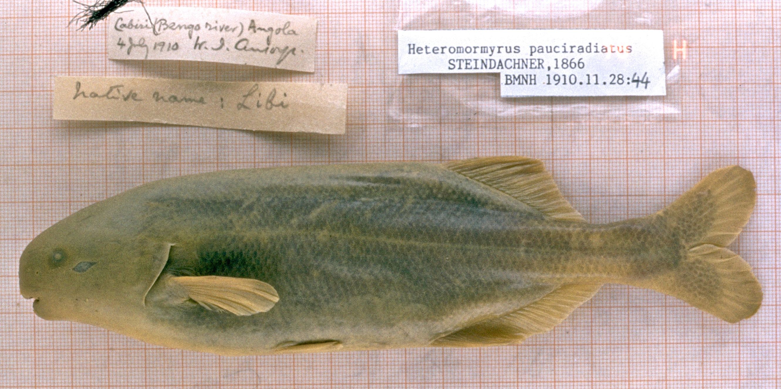 (Mormyridae) СЕМЕЙСТВО МОРМИРОВЫЕ, КЛЮВОРЫЛЫЕ (Elephantfishes) 19 родов